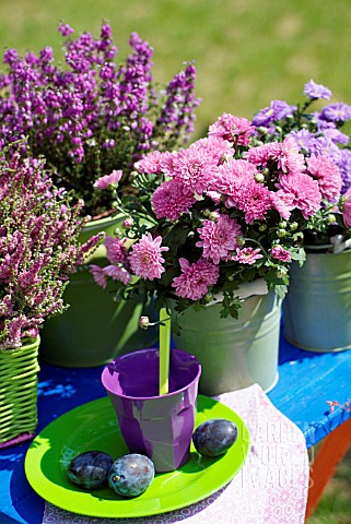 POTTED_HEATHERS_ASTERS_AND_CHRYSANTHEMUMS