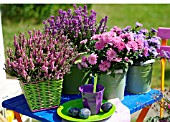 POTTED HEATHERS, ASTERS AND CHRYSANTHEMUMS