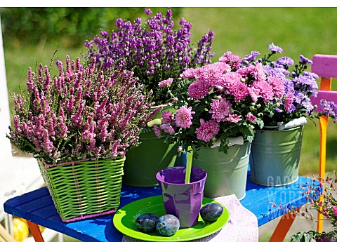 POTTED_HEATHERS_ASTERS_AND_CHRYSANTHEMUMS