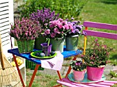 POTTED HEATHERS, ASTERS AND CHRYSANTHEMUMS