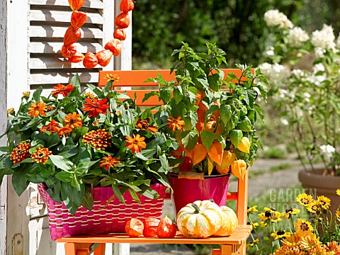 ORANGE_ZINNIAS_AND_PHYSALIS_IN_A_POT_AND_A_BASKET_ON_A_CHAIR