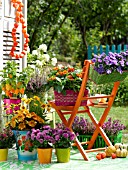 AUTUMNAL POTTED PLANTS ON THE TERRACE WITH A CHAIR