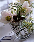 BOUQUET OF HELLEBORUS AND MIMOSA