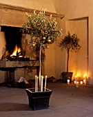 OLIVE TREE DECORATED WITH CANDLES