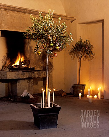 OLIVE_TREE_DECORATED_WITH_CANDLES