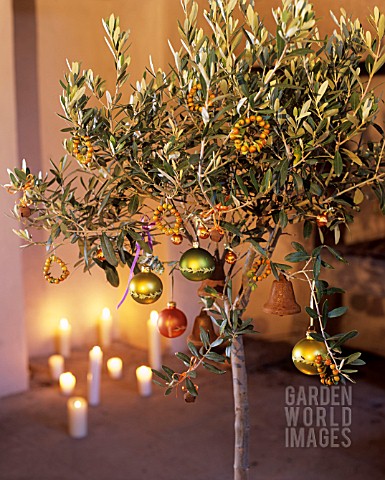 OLIVE_TREE_DECORATED