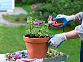 ACTION GERANIUM - CUTTING BACK