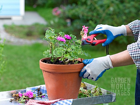 ACTION_GERANIUM__CUTTING_BACK