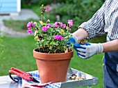 ACTION GERANIUM - REMOVING FADED LEAVES