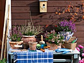 POTTING HEATHER INTO CONTAINERS