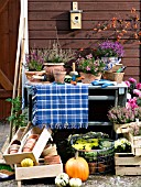 HEATHER, CHRYSANTHEMUM AND DAHLIAS IN FLOWERPOTS