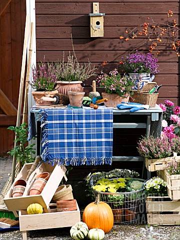 HEATHER_CHRYSANTHEMUM_AND_DAHLIAS_IN_FLOWERPOTS