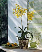 ONCIDIUM