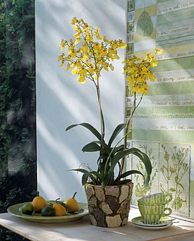 ONCIDIUM