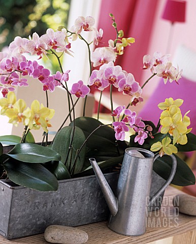 PHALAENOPSIS_IN_A_ZINC_CONTAINER