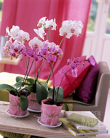 PINK_PHALAENOPSIS