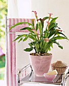 ZANTEDESCHIA (CALLA) IN A BATHROOM