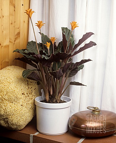 CALATHEA_CROCATA