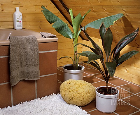 CORDYLINE_AND_MUSA_IN_A_BATHROOM