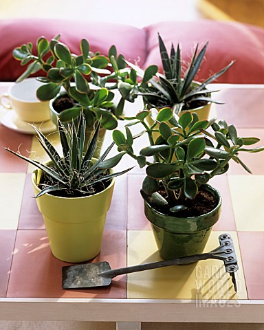 SUCCULENT_PLANTS_AND_LITTLE_AGAVES