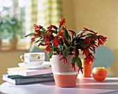 SCHLUMBERGERA (CHRISTMAS CACTUS)