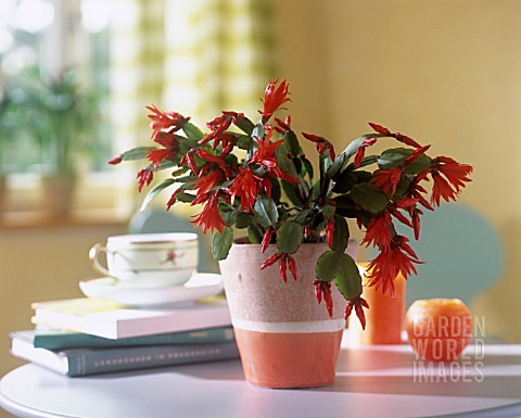 SCHLUMBERGERA_CHRISTMAS_CACTUS