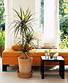 DRACAENA (DRAGON TREE)