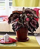 BEGONIA REX