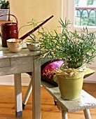 ASPARAGUS OFFICINALIS IN A CONTAINER