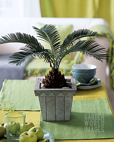 CYCAS_REVOLUTA_SAGO_PALM