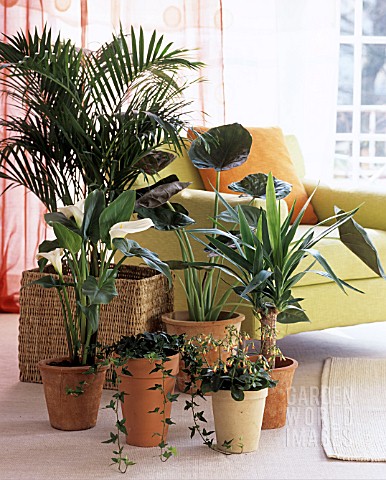 HOWEA_FORSTERIANA_ZANTEDESCHIA_MONSTERA_YUCCA_AND_KALANCHOE