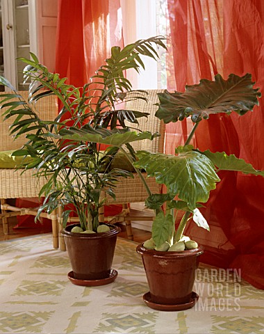 ARECA_AND_ALOCASIA