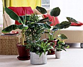 HOUSEPLANTS INCLUDING MUSA, FICUS BENJAMINA AND FERNS