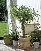 BAMBOO AND ANIGOZANTHOS