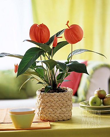 ANTHURIUM