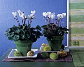 WHITE CYCLAMEN AND MILKWEED SEEDPODS