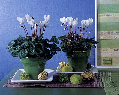 WHITE_CYCLAMEN_AND_MILKWEED_SEEDPODS