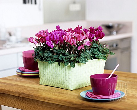 CYCLAMEN_IN_A_BASKET