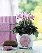 PINK CYCLAMEN