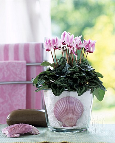 PINK_CYCLAMEN