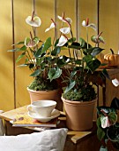 ANTHURIUM, INDOORS