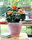 APRICOT COLORED HIBISCUS, INDOORS