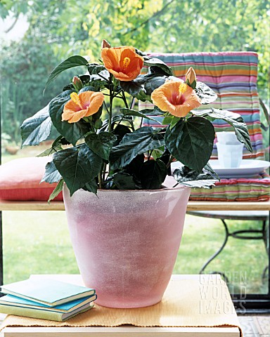 APRICOT_COLORED_HIBISCUS_INDOORS