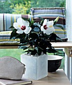 WHITE HIBISCUS, INDOORS