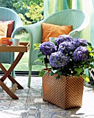 BLUE HYDRANGEA IN A BASKET