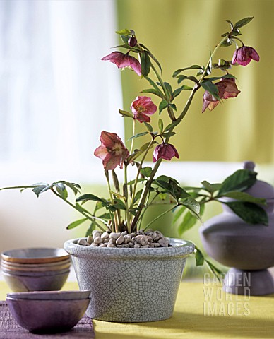 PINK_HELLEBORES