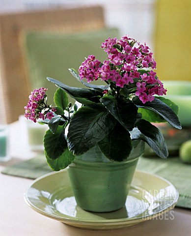 KALANCHOE