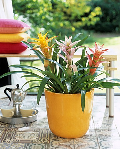 BROMELIADS_IN_A_YELLOW_FLOWERPOT