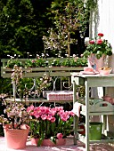 SPRING BALCONY WITH TULIPS