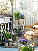 BLUE AND WHITE MIXED  SPRING FLOWERS ON THE BALCONY